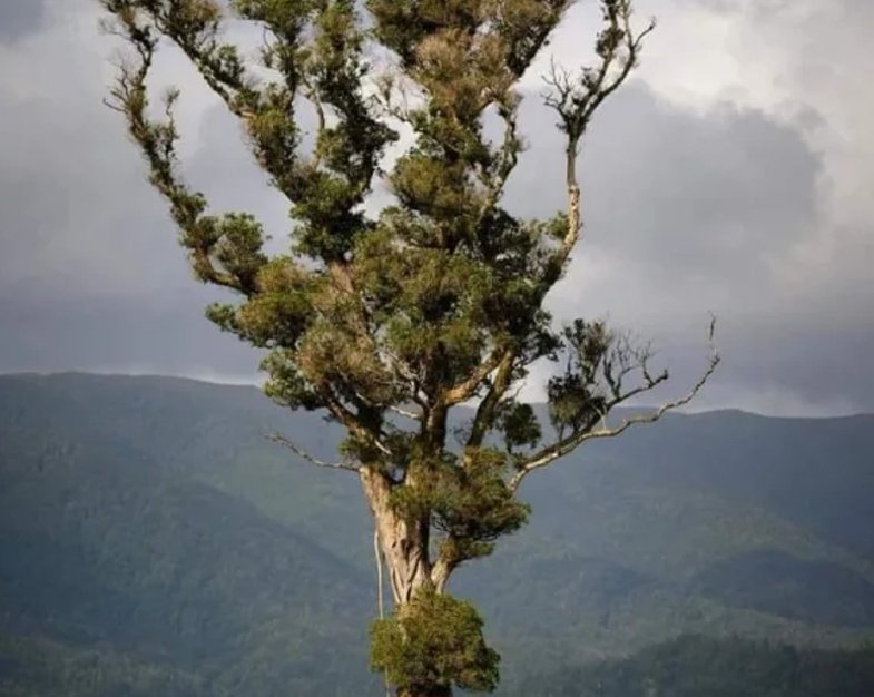 В Новой Зеландии нашли гигантское «ходячее дерево» из «Властелина колец»